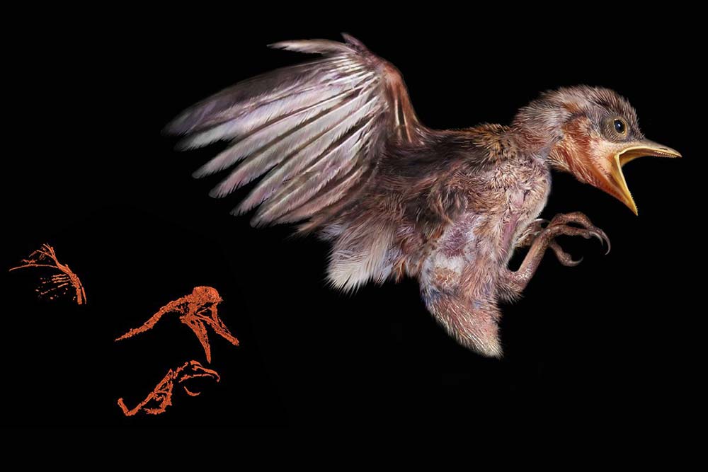 99-million-year-bird-in-amber-3