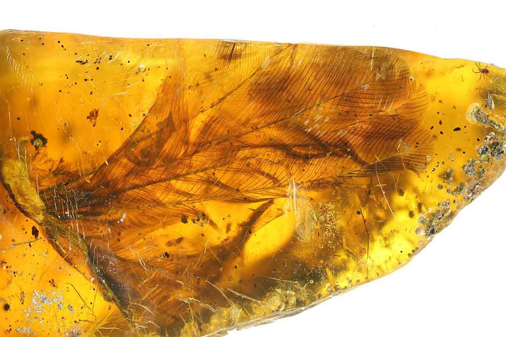 99-million-year-bird-in-amber-4