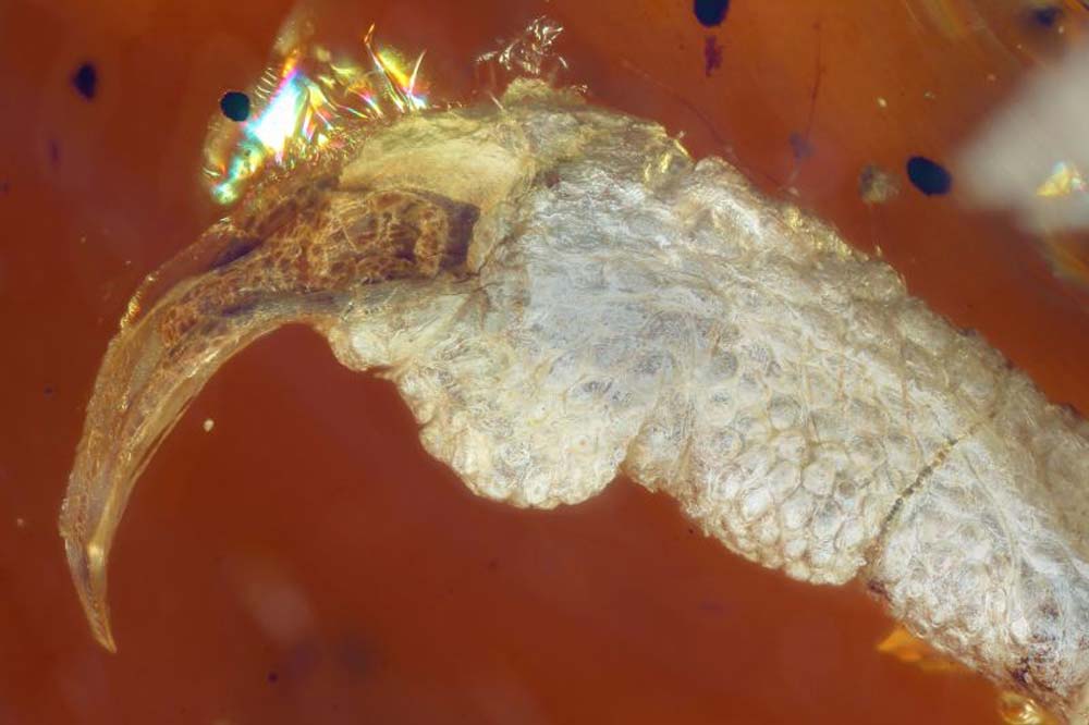99-million-year-bird-in-amber-6