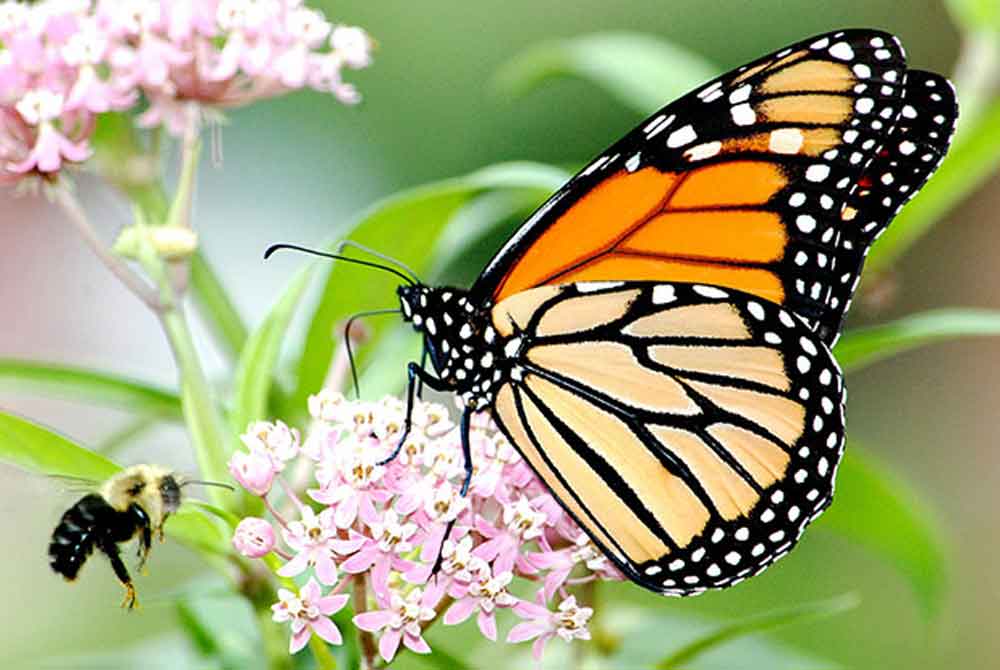monarch-butterflies-could-soon-be-extinct-2