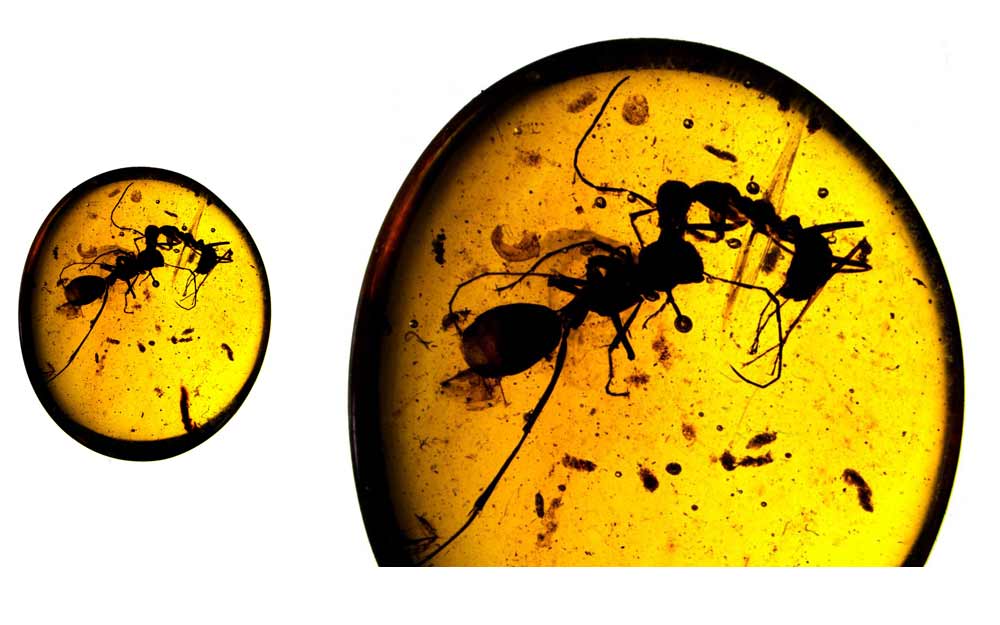 สงครามมด : ฟอสซิลเปิดเผยให้เห็นการต่อสู้กันอย่างดุเดือดของแมลง