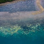 ปะการังฟอกขาวที่ Great Barrier Reef กำลังเลวร้ายที่สุดในประวัติศาสตร์