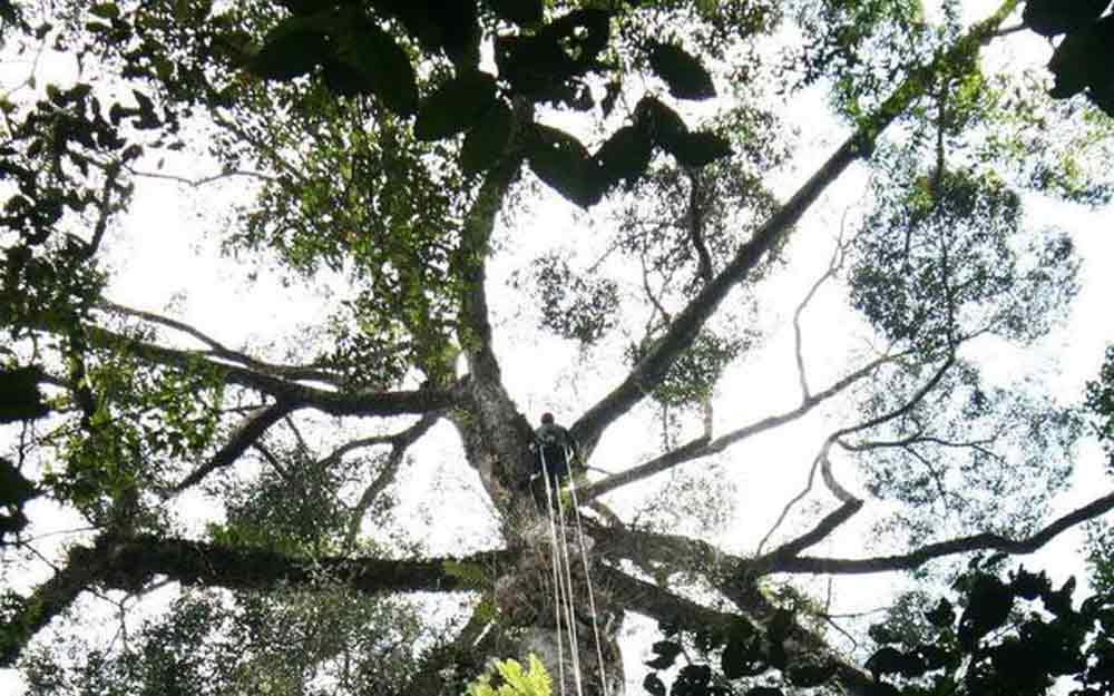 ค้นพบต้นไม้ที่สูงที่สุดในเขตร้อนที่ประเทศมาเลเซีย