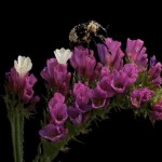 ชมวิดีโอร่นเวลาดอกไม้บานที่มีแมลงไต่ตอมอยู่ด้วย ดูสวยงามน่ารักมาก