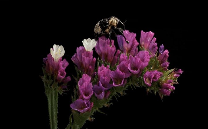 ชมวิดีโอร่นเวลาดอกไม้บานที่มีแมลงไต่ตอมอยู่ด้วย ดูสวยงามน่ารักมาก