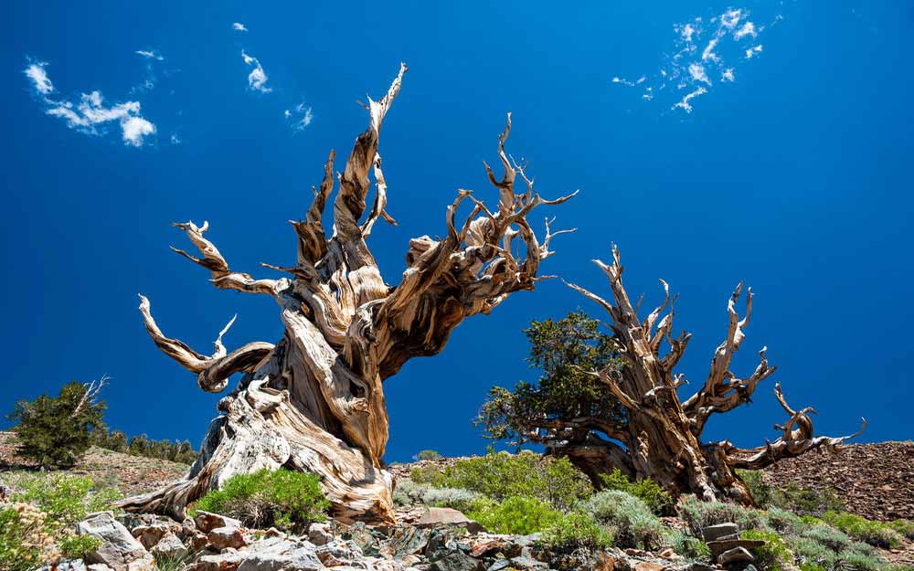 ต้นไม้ที่มีอายุมากที่สุดในโลกอยู่ที่ไหน? อายุเป็นหมื่นปีจริงหรือเปล่า?