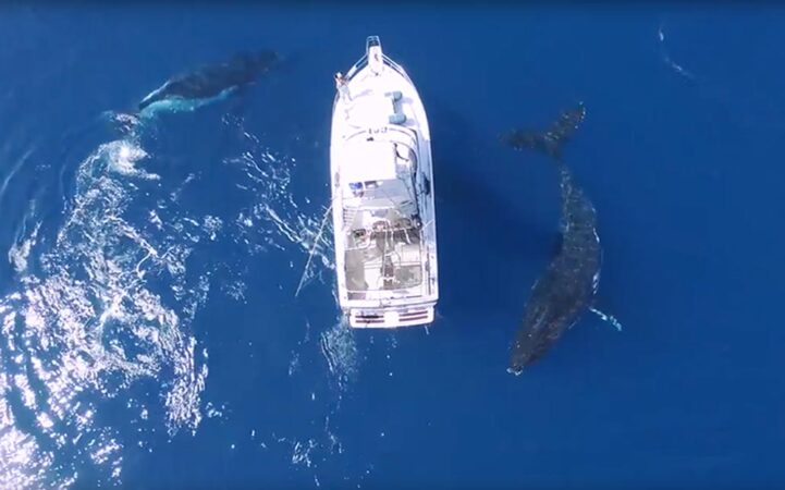 ชมความน่ารักของเจ้ายักษ์วาฬหลังค่อม 3 ตัวรายล้อมรอบเรือกลางทะเลลึก