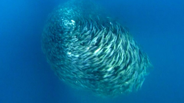 swirling-ball-fish-1