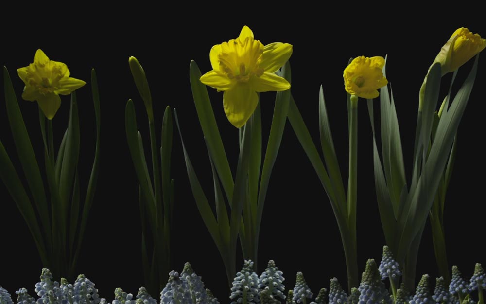 ชมวิดีโอร่นเวลา ‘ดอกไม้บาน’ หลากชนิดหลายสีสันที่สุดแสนประทับใจ