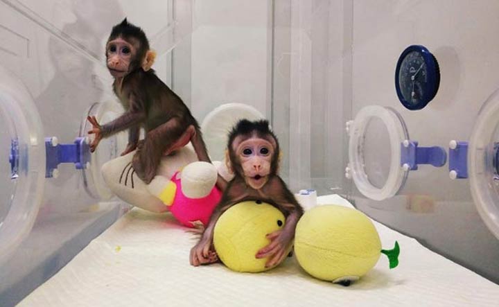 china-monkey-clones-2