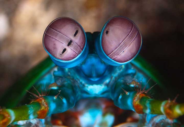 mantis-shrimp-eyes-2