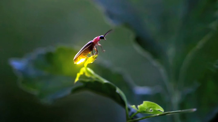 fireflies-2