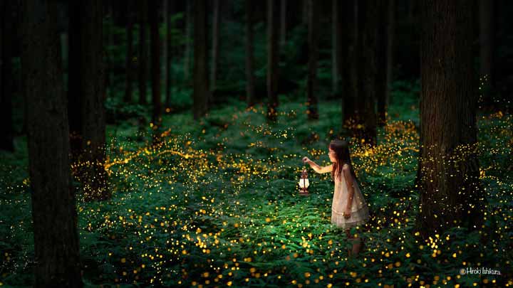 fireflies-3