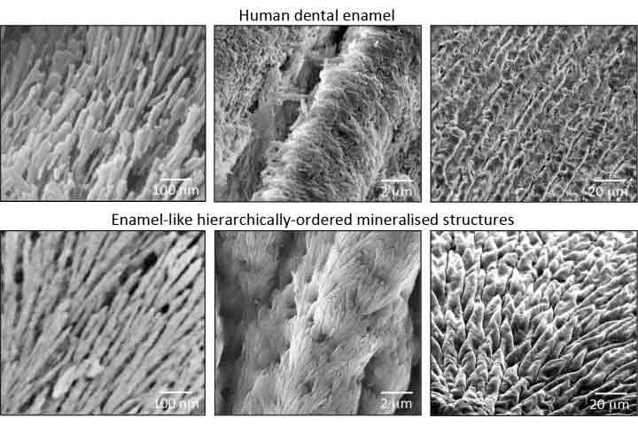 regenerate-enamel-2