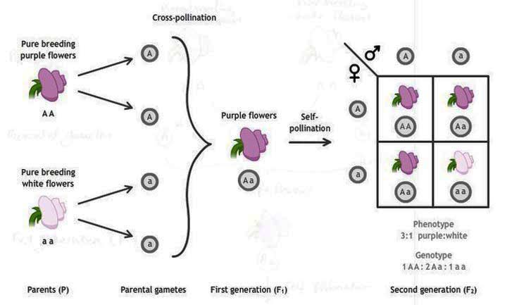 gregor-mendel-6