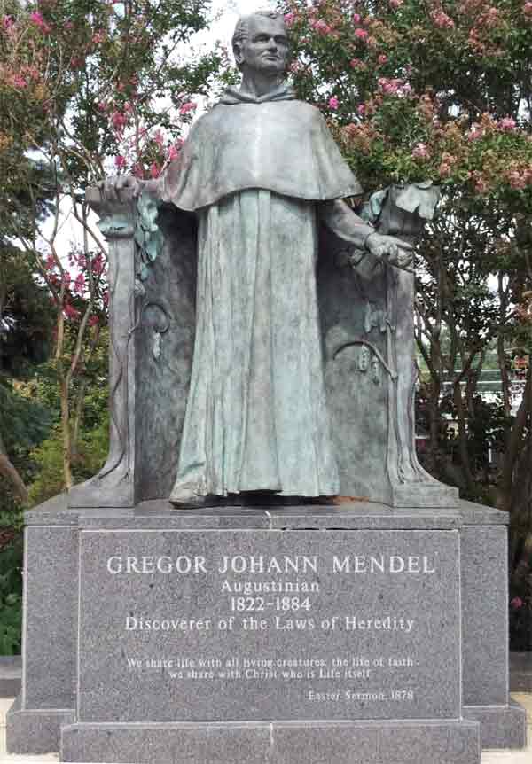 gregor-mendel-8