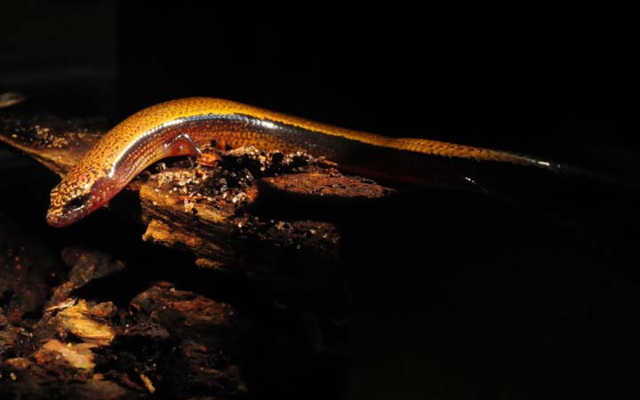 three-toed-skink-2