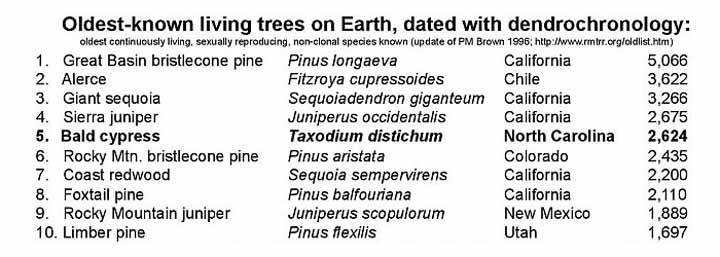 2624-years-trees-2