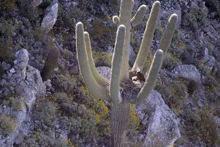 bald-eagles-nesting-saguaro-cactus-2