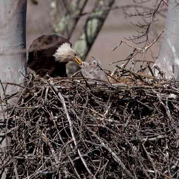 bald-eagles-nesting-saguaro-cactus-3