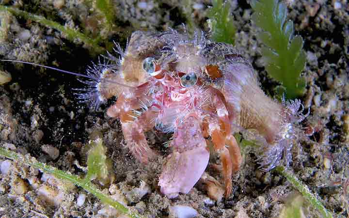 hermit-crab-1