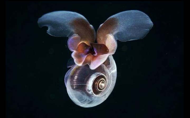 sea-butterfly-snail-1