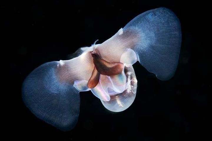 sea-butterfly-snail-2