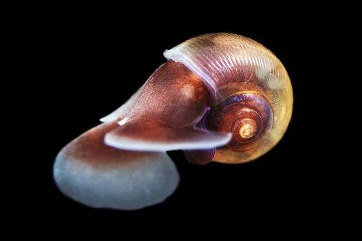 sea-butterfly-snail-3