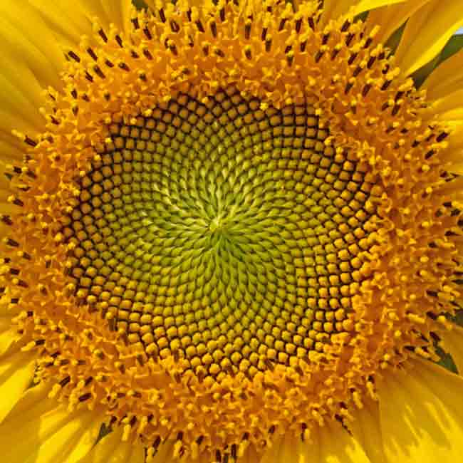 golden-ratio-in-nature-15