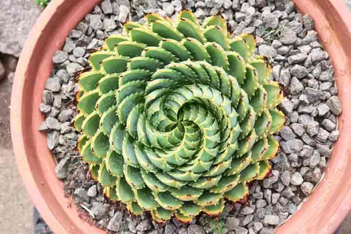 golden-ratio-in-nature-19