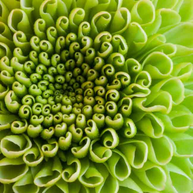 golden-ratio-in-nature-21