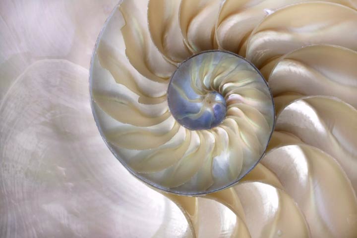 golden-ratio-in-nature-6