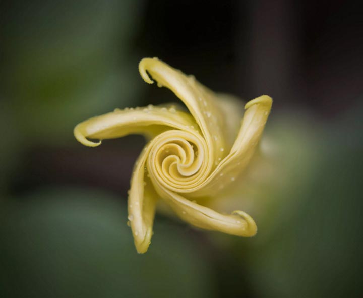 golden-ratio-in-nature-9