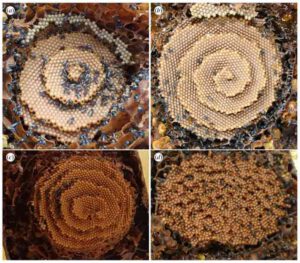 spiral-beehives-2