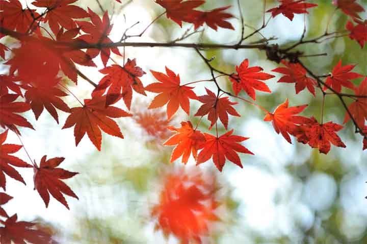 leaves-change-color-02