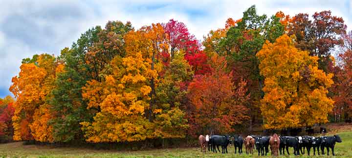 leaves-change-color-12