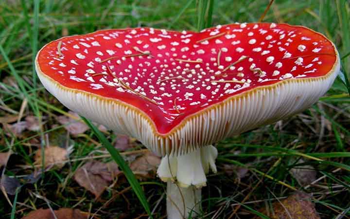 20-bizarre-and-beautiful-mushrooms-001