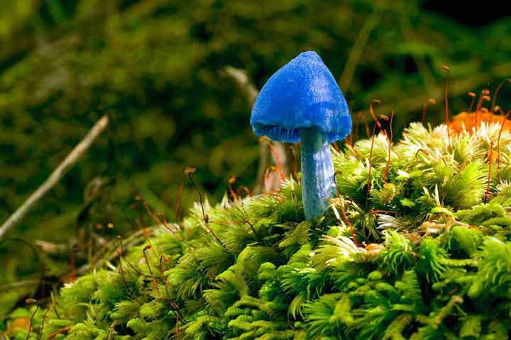 20-bizarre-and-beautiful-mushrooms-011