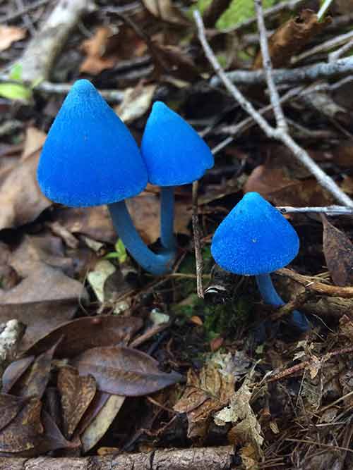 20-bizarre-and-beautiful-mushrooms-012