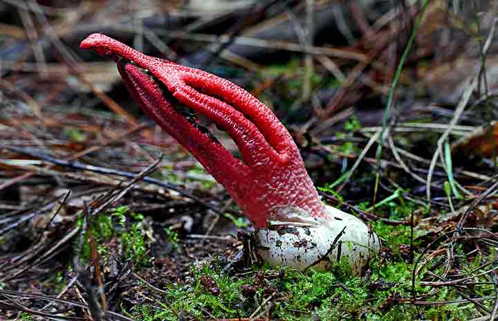 20-bizarre-and-beautiful-mushrooms-022