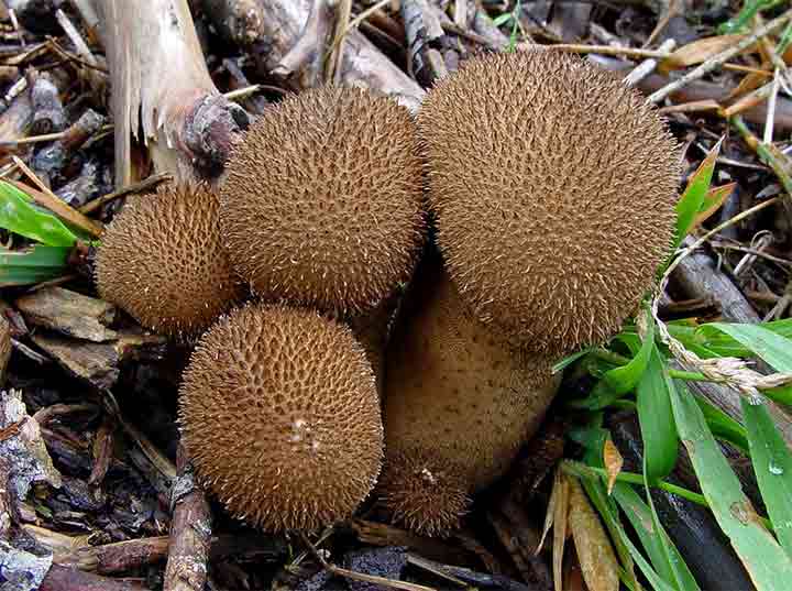 20-bizarre-and-beautiful-mushrooms-033