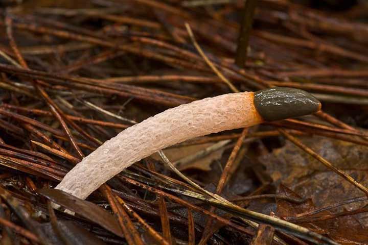 20-bizarre-and-beautiful-mushrooms-042