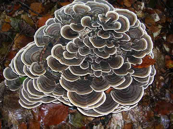 20-bizarre-and-beautiful-mushrooms-051
