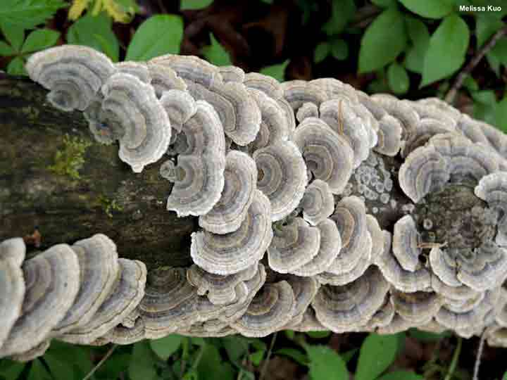 20-bizarre-and-beautiful-mushrooms-052