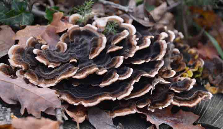 20-bizarre-and-beautiful-mushrooms-053