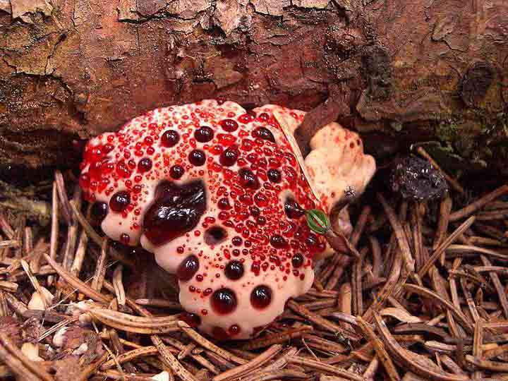 20-bizarre-and-beautiful-mushrooms-061