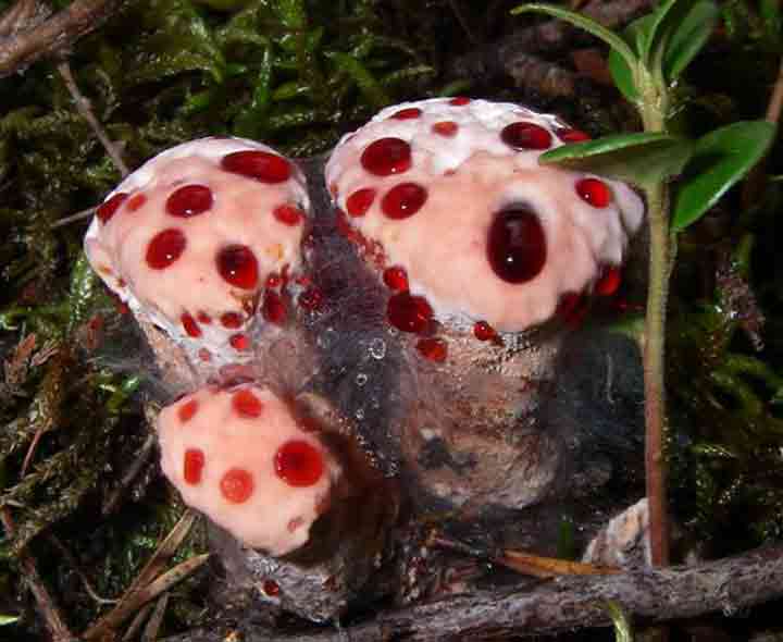 20-bizarre-and-beautiful-mushrooms-062