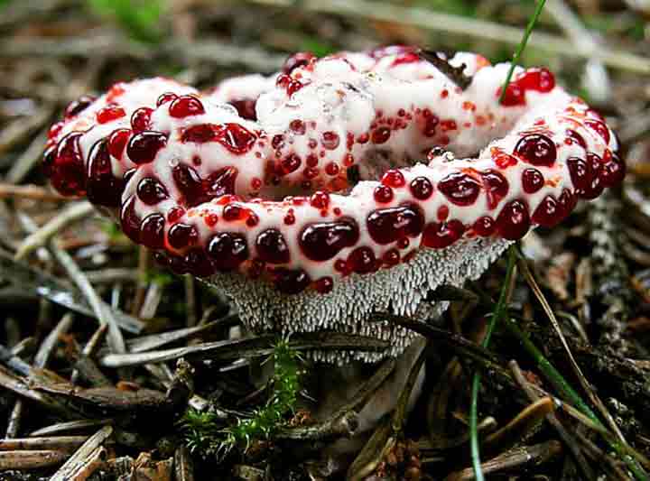 20-bizarre-and-beautiful-mushrooms-063