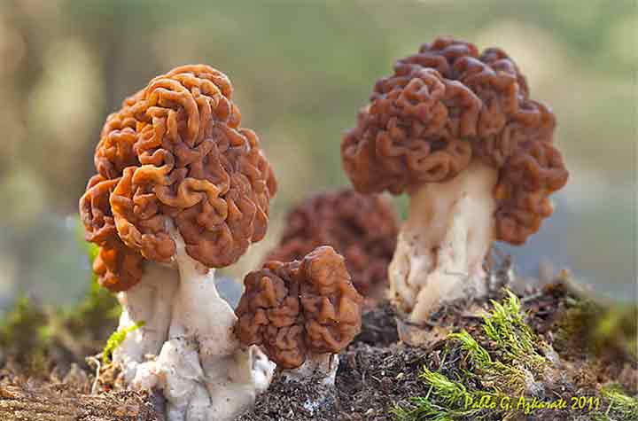 20-bizarre-and-beautiful-mushrooms-073