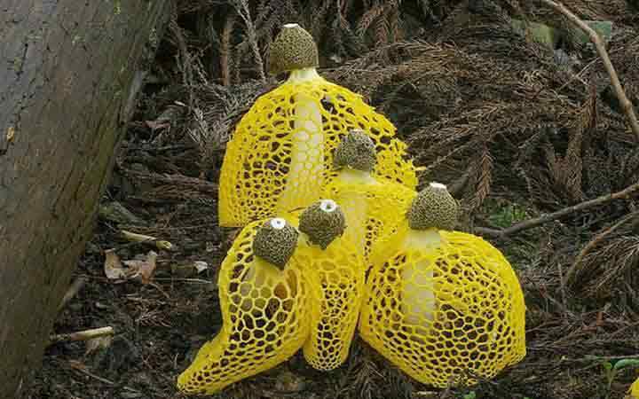 20-bizarre-and-beautiful-mushrooms-082